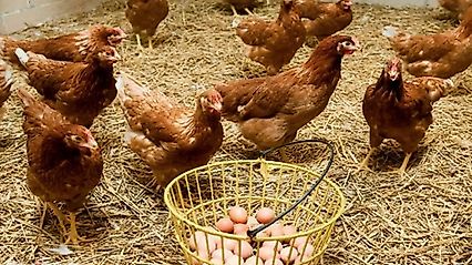 Tavuk Yumurtası Üretimi Ağustosta 2 Milyar Adedi Geçti