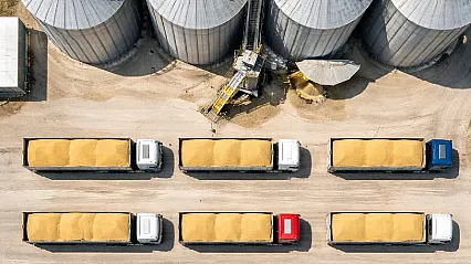 TMO 1,2 milyon ton buğdayı TÜRİB üzerinden satışa sunuyor