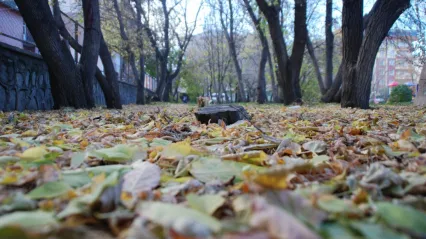 Ülke genelinde yağış beklenmiyor