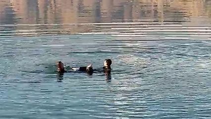 Malatya'da barajda erkek cesedi bulundu