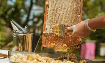 ABD, Almanya ve İngiltere Türk Balının En Büyük Alıcıları Oldu