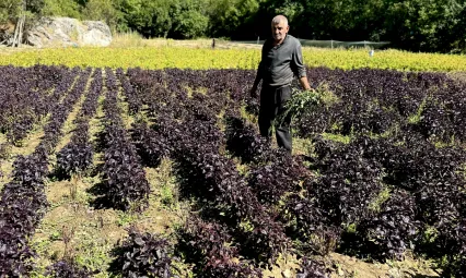 Arapgir'de Reyhan Üretimi Büyüyor: Hem Ekonomik Hem Kültürel Değer