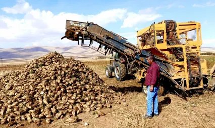 Darende'de çiftçi pancardan kazanç sağlayamıyor
