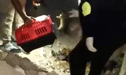 Karagöz TOKİ Yolunda Acı Olay: Anne Köpek ve Yavruları Mağarada Ölü Buldu