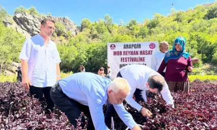 Kozluk Çayı Kenarında Mor Reyhan Tarlası Şenlik Alanına Döndü