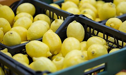 Limon İhracatında Miktar Düştü, Kazanç Arttı