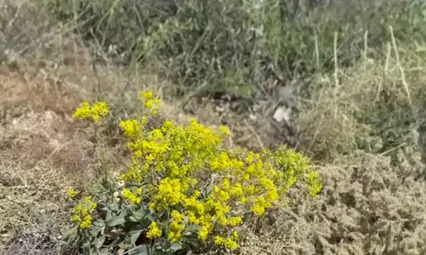 Malatya'da şifa arayanlar dağları gezerek kantaron topluyor