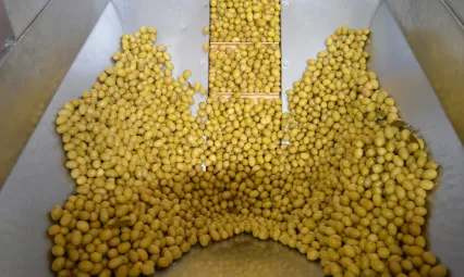 Zeytin ve Zeytinyağında 15 Bin Tonluk Kanada Hedefi