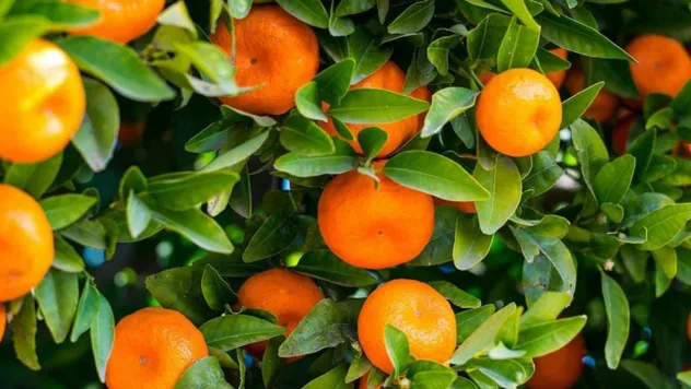 10 aylık mandalina ihracatı 375 milyon dolara ulaştı