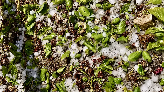 20 Dakikalık Dolu Yağışı Kayısıyı Vurdu