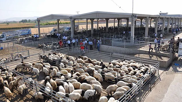 2025 Birinci Dönem Hayvancılık Destekleme İcmalleri Askıya Çıkıyor