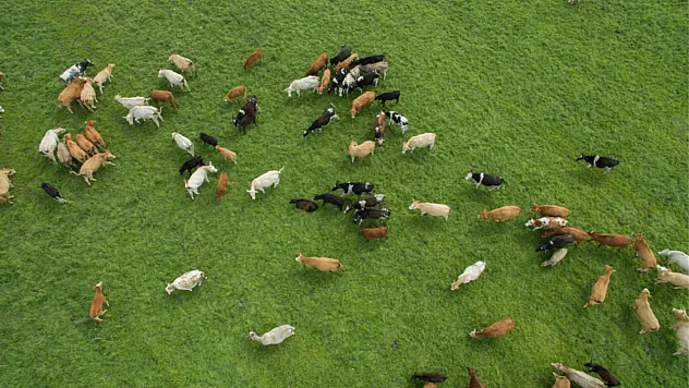 2026 Besilik Hayvan İthalatında Takvim Netleşti