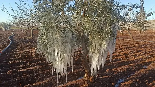 2026 TARSİM Kararı Yayımlandı: Tarımda Risklere Karşı Yeni Güvence