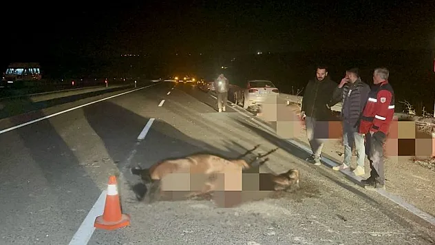 6 Tay Telef Oldu! Sultansuyu'ndaki Olayda Fatura Yönetime Kesildi