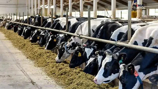 81 il genelinde tüm hayvan pazarları kapatıldı