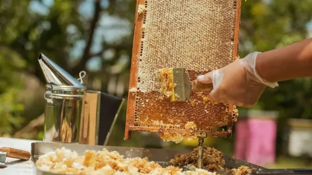 ABD, Almanya ve İngiltere Türk Balının En Büyük Alıcıları Oldu