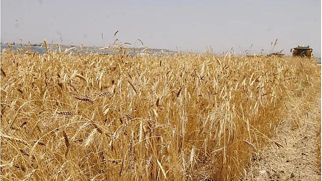 Anadolu Tarım İşletmesi 327 Ton Buğdayı İhaleyle Satacak