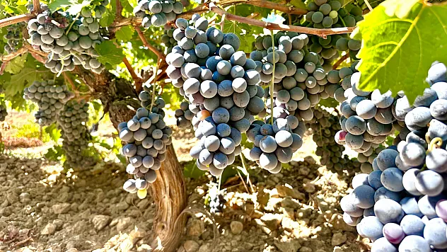 Arapgir'de Üzüm Hasadı Sürüyor, Rekolte Beklenenin Altında Kaldı