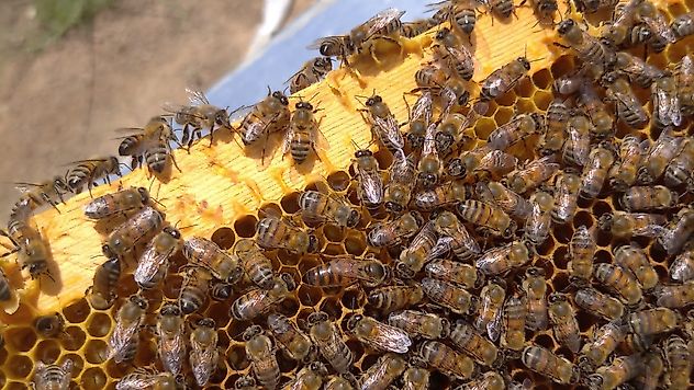 Arı Sütünde 'Glikoz Etkisi' Şaşırttı: Kalite Bölge ve Beslemeye Göre Değişiyor