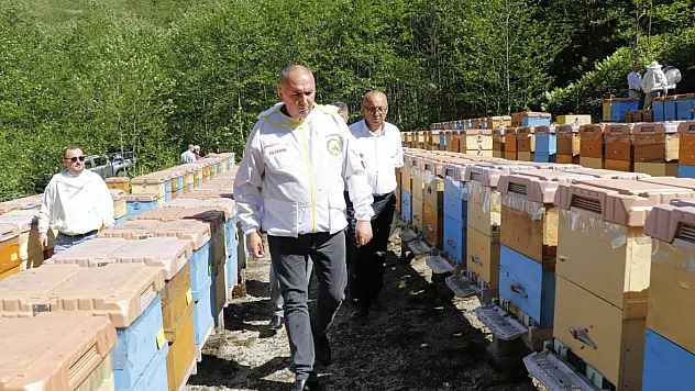 Arıcılık desteklerine yüzde 80 zam: Kovan başına destek 475 TL'ye kadar çıktı