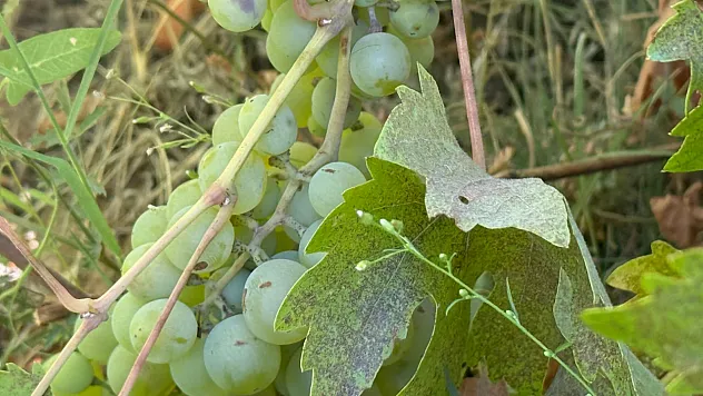 Azezi ve Kabarcık Bağları Birer Birer Terk Ediliyor