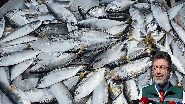Balıkçılıkta Rekor Üretim: 1 Milyon 37 Bin Tona Ulaşıldı