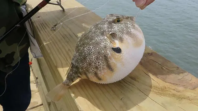 Balon balığı avlayanlara destek artırıldı