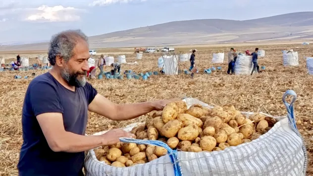 Başdirek Mahallesi, Türkiye'nin En Kaliteli Patates Merkezi Oluyor