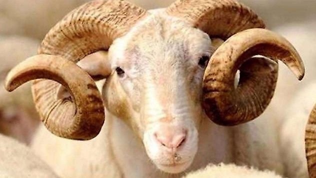 Battalgazi Belediyesi'nden Bayram Öncesi Sıkı Hazırlık