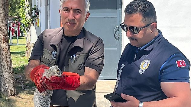 Battalgazi Zabıtası Bulduğu Yavru Baykuşu Koruma Altına Aldı