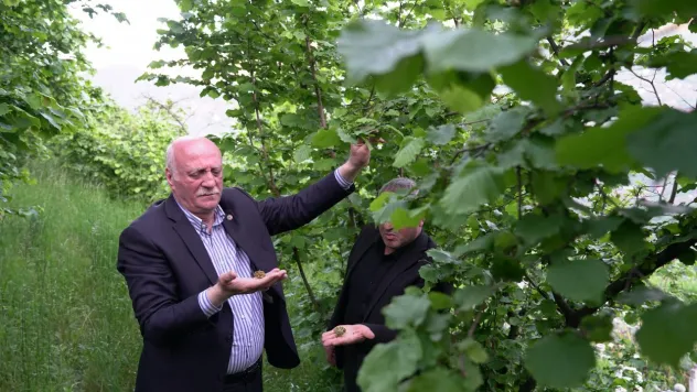 Bayraktar, Ordu, Giresun ve Trabzon'da zirai dondan etkilenen bahçeleri inceledi
