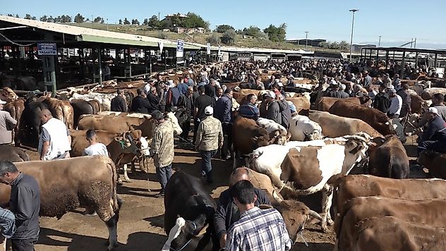 Besiciler Dertli: Alıcı Var Ama Satış Yok