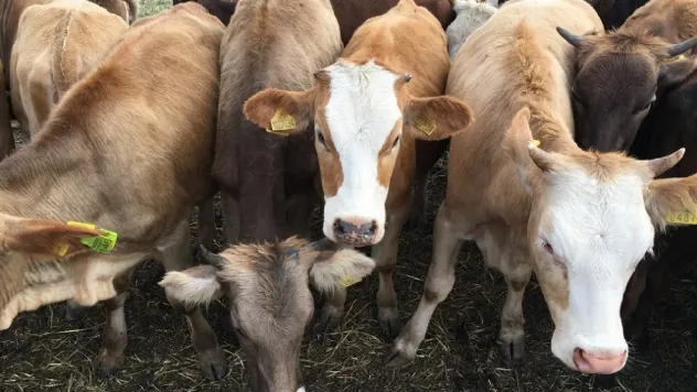 Besilik Hayvan İthalatında 2026 Takvimi Açıklandı