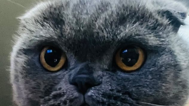 Bugün Dünya Kediler Günü: Sevginin ve Dostluğun Simgesi Kediler