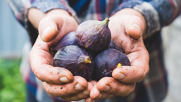 Bursa Siyahı ve Sarılop İncirin İhracat Yolculuğu Başladı