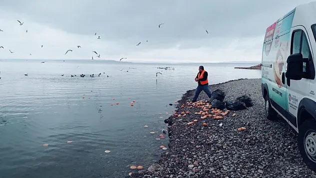 Büyükşehir Belediyesinden hayvanlara şefkat eli