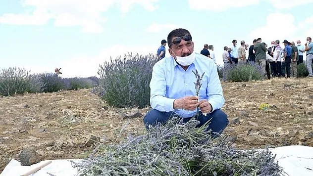 Büyükşehir'in Desteğiyle Lavanta Üretimi