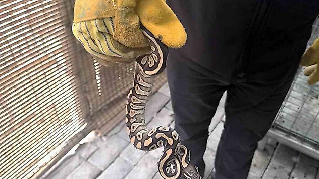 Ceketten Yılan Çıktı! Polisler Gözlerine İnanamadı