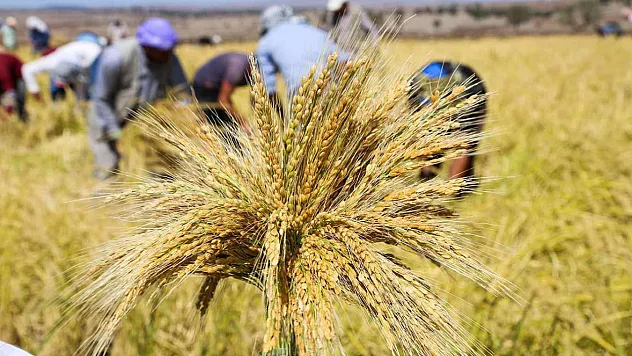 Çeltik Üreticisine TMO Desteği: 2025 Alım Fiyatları Belli Oldu