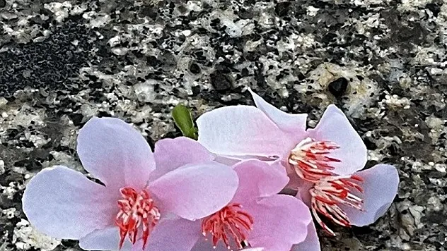 Cemre, halk inanışına göre baharın müjdecisi olarak kabul edilir