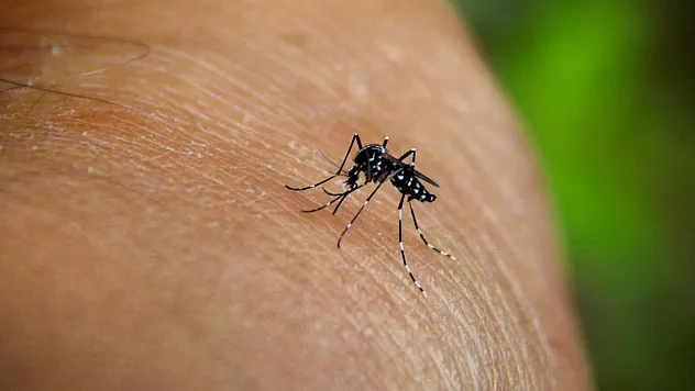 Chikungunya virüsü hızla yayılıyor: 16 Ülkede 240 binden fazla vaka