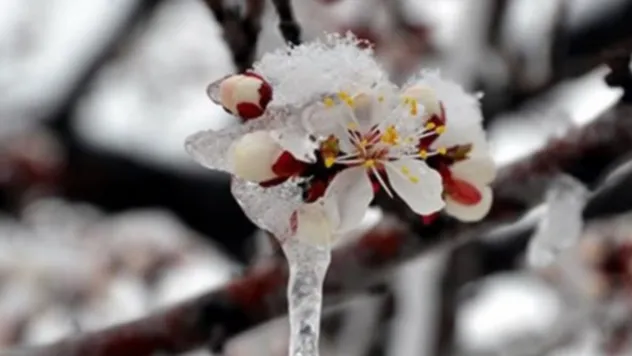 Çiftçilere Müjde: Zirai Don Desteği Bugün Yatıyor