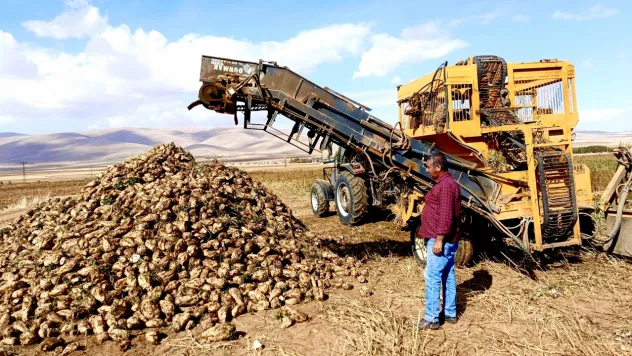 Darende'de çiftçi pancardan kazanç sağlayamıyor