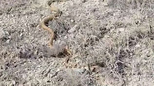 Darende'de İki Metrelik Kırmızı Yılan Görüldü