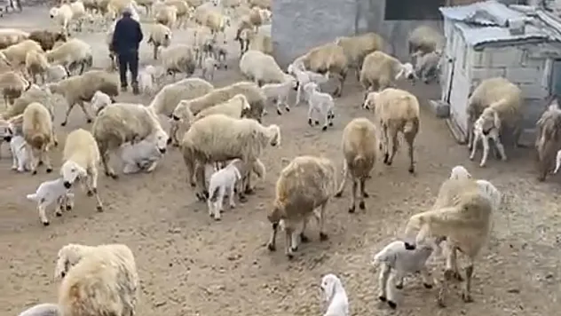 Darende'de Kuzular Dünyaya Geliyor, Yetiştiriciler Yoğun Mesai Yapıyor