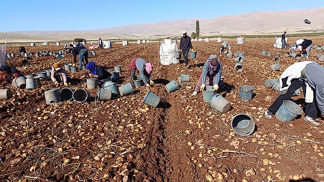 Darende'de Patates Bereketi: 20 Bin Ton Rekolte Bekleniyor
