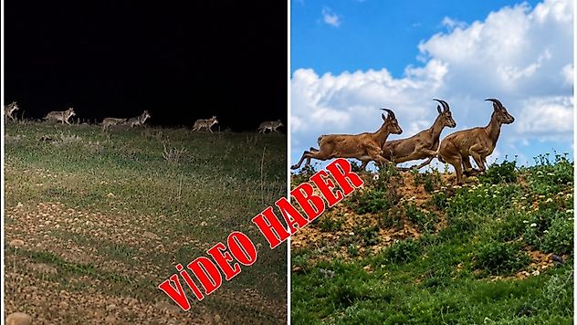 Darende'de Yaban Hayatı Mest Etti: Kurt ve Keçiler Görüntülendi