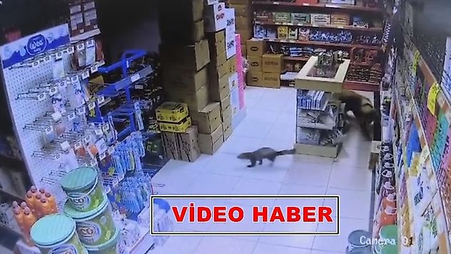 Davetsiz Misafir: Sansar Markete Girdi, Paşa Peşine Düştü