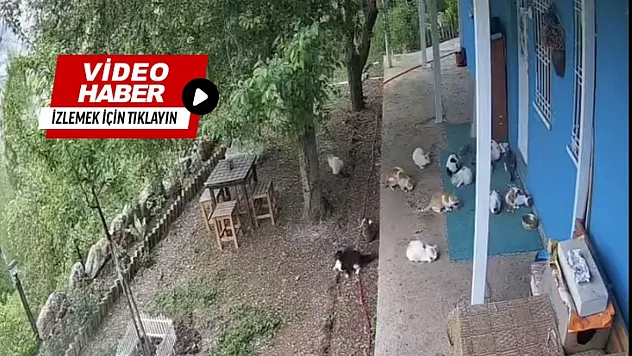 Deprem Anı Güvenlik Kamerasında: Malatya'da Korku Dolu Dakikalar