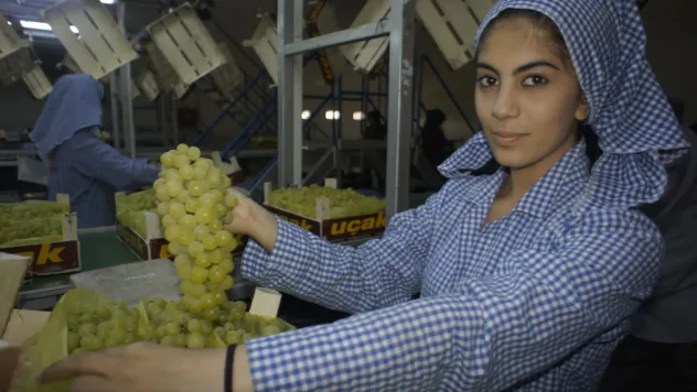 Diyabet hastalarının yolunu dört gözle beklediği Superior Seedless üzümü sofralardaki yerini aldı